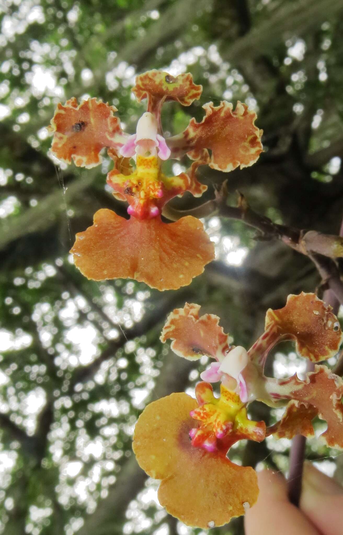 Image of Trichocentrum luridum (Lindl.) M. W. Chase & N. H. Williams