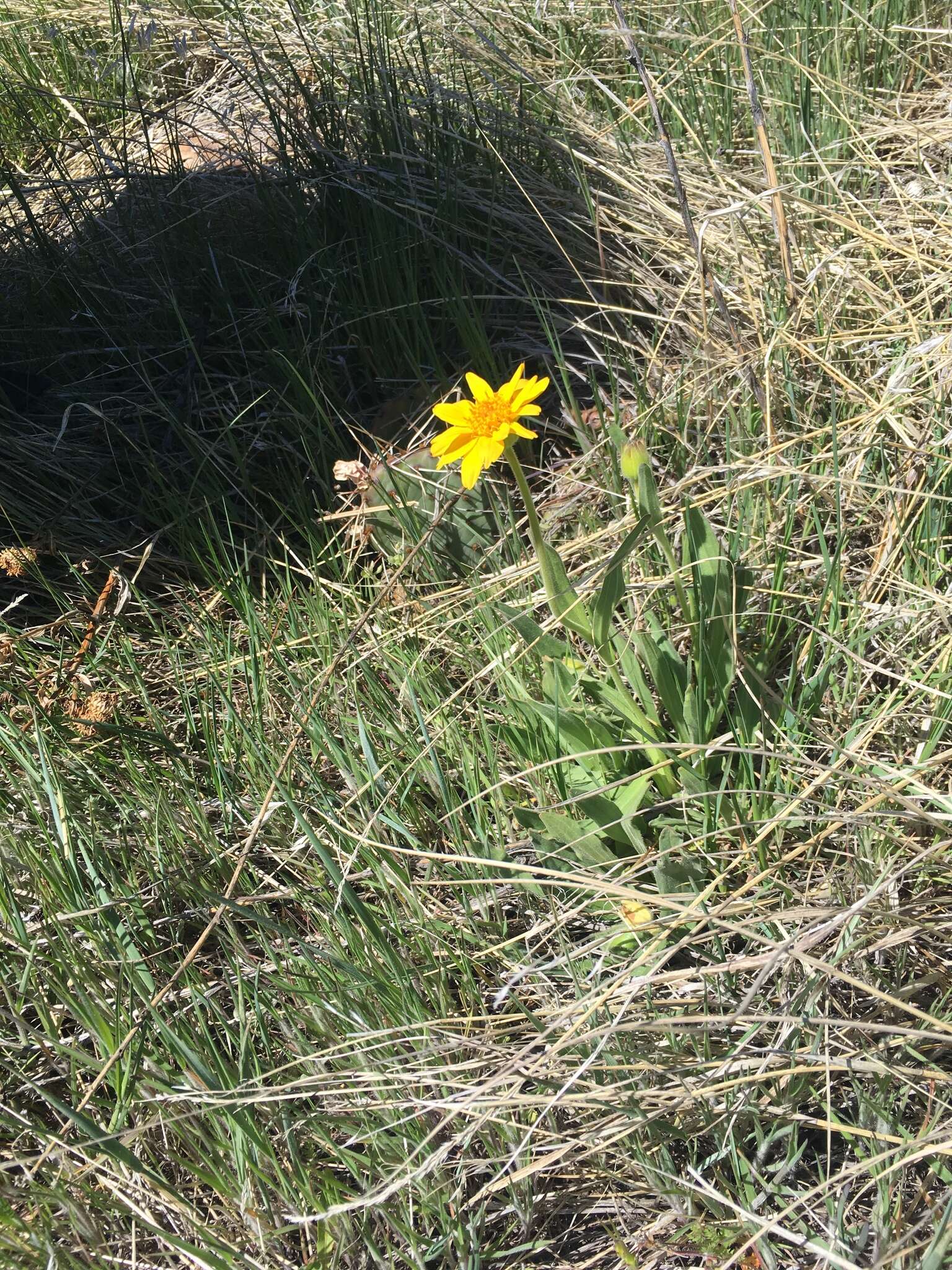 Imagem de Arnica fulgens Pursh