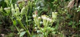 Image of hammockherb