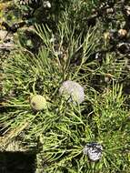 Image of Isopogon anethifolius (Salisb.) Knight