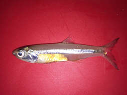 Image of Broad-striped Anchovy