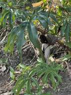 Image of Arisaema thunbergii subsp. urashima (H. Hara) H. Ohashi & J. Murata