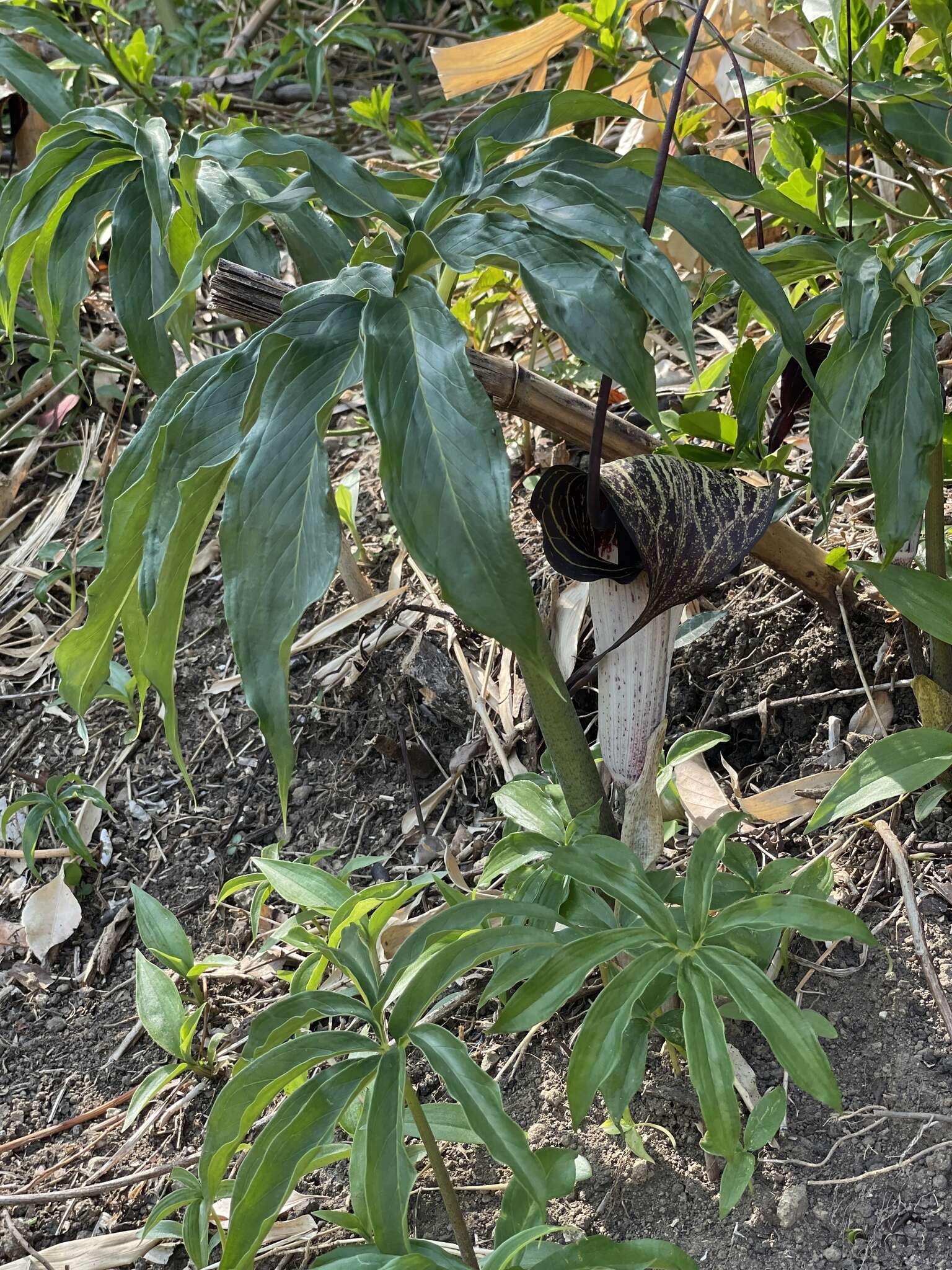 Arisaema thunbergii subsp. urashima (H. Hara) H. Ohashi & J. Murata的圖片