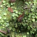 Imagem de Hydrocotyle modesta Cham. & Schltdl.