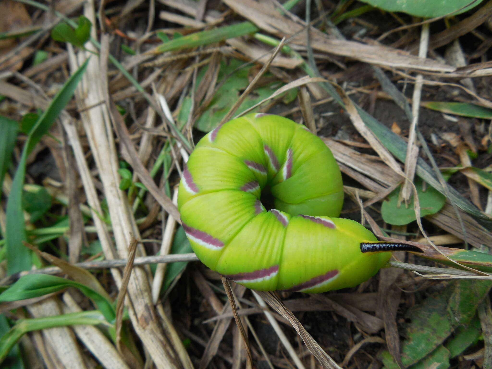 Image of privet hawk-moth