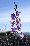 Image de Gladiolus carinatus Aiton