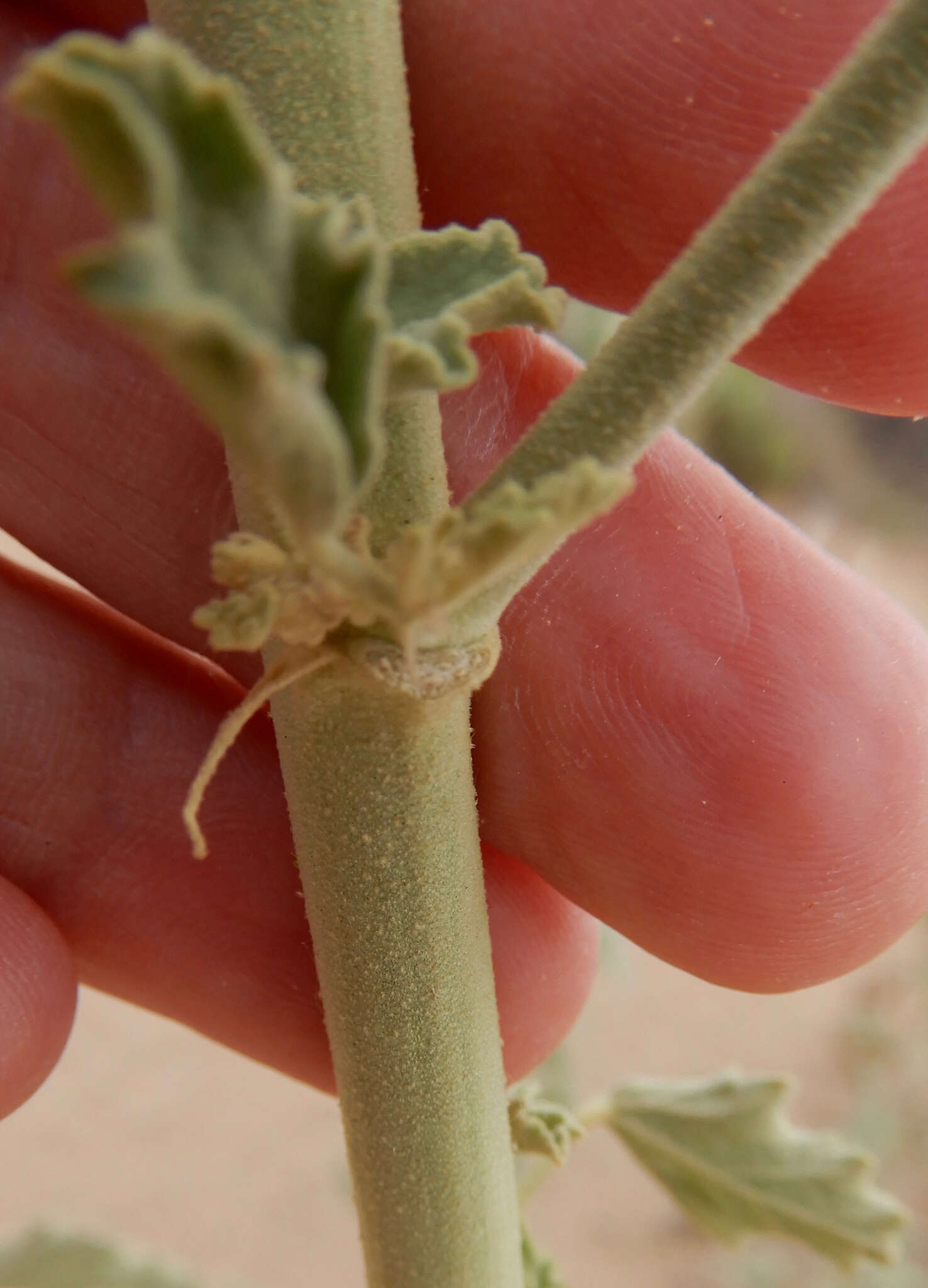 Image of gray globemallow