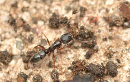 Image of Ant