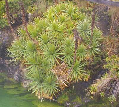 Image of Puya ochroleuca Betancur & Callejas