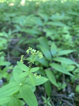 Imagem de Galium oreganum Britton