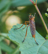 Image de Diogmites neoternatus (Bromley 1931)