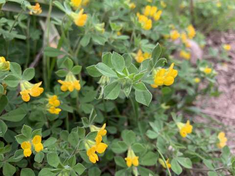 Слика од Lotus ornithopodioides L.