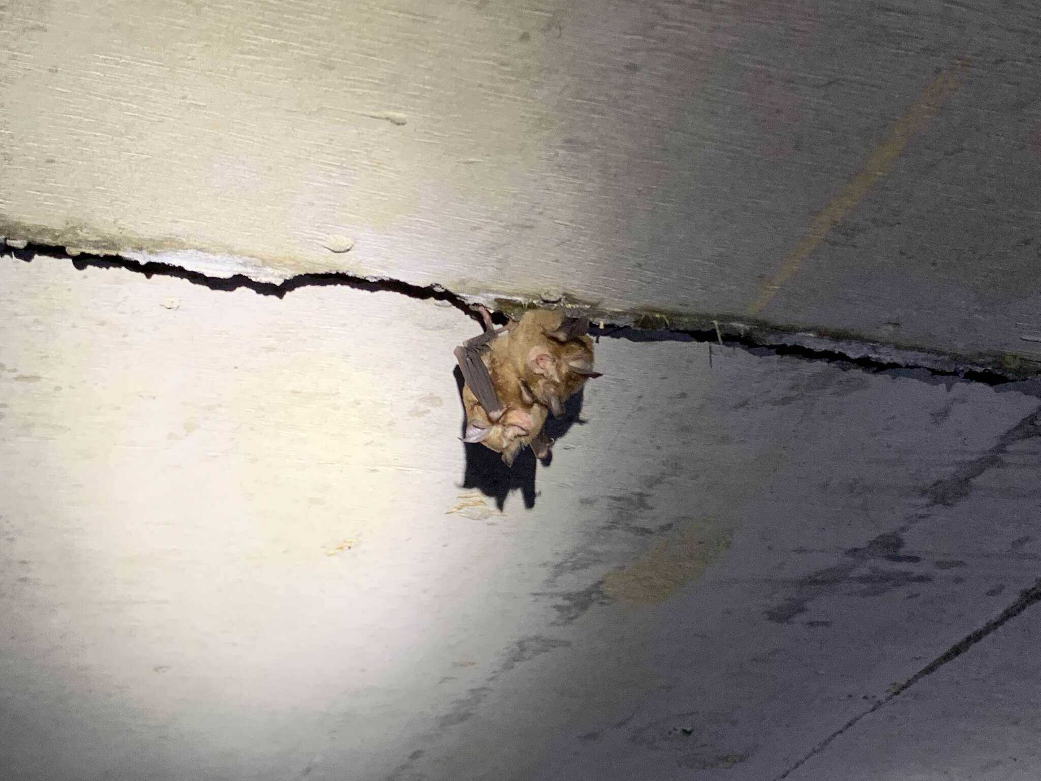 Image of Formosan Lesser Horseshoe Bat