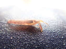 Image of hooded shrimp