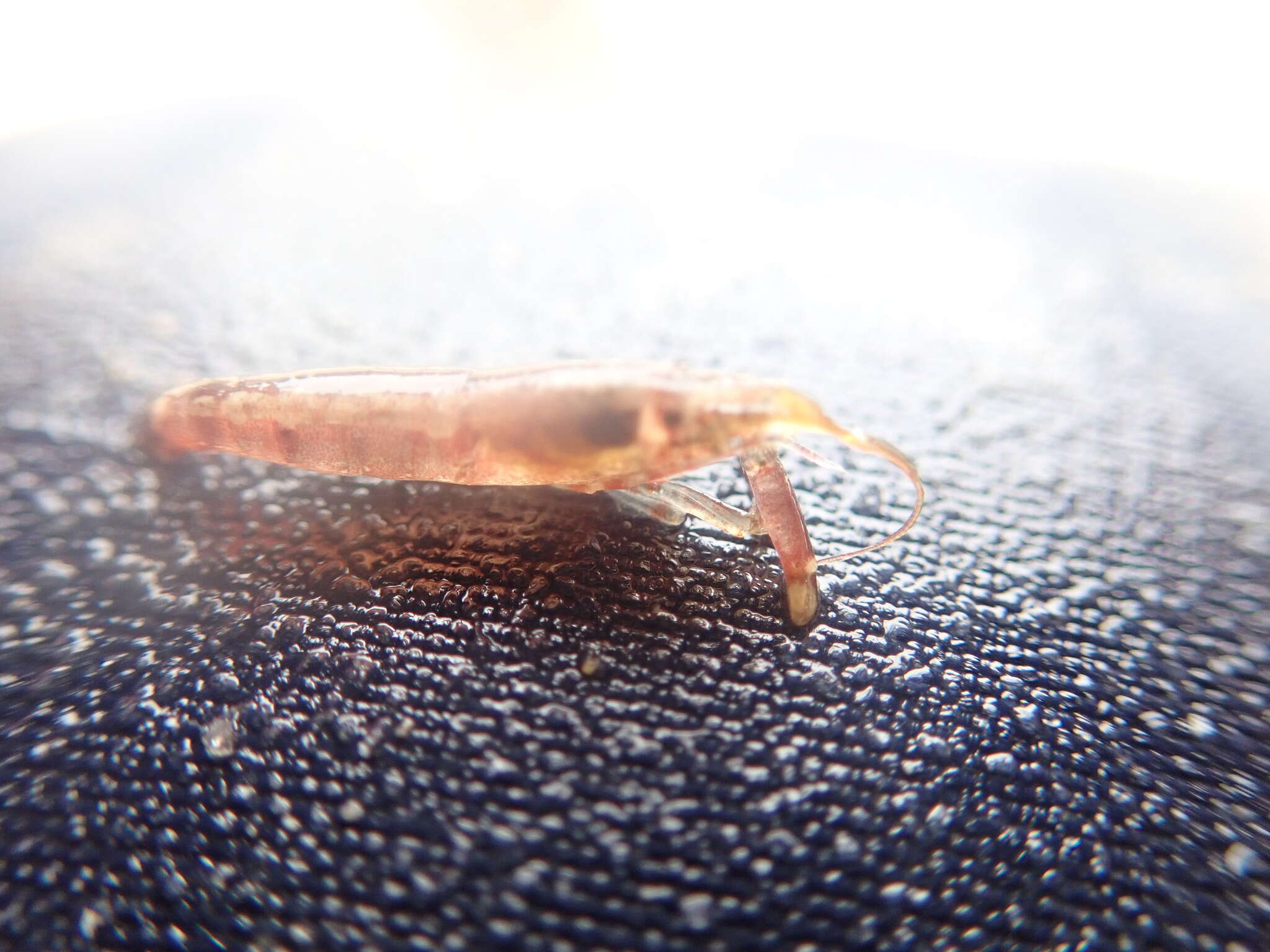 Image of hooded shrimp