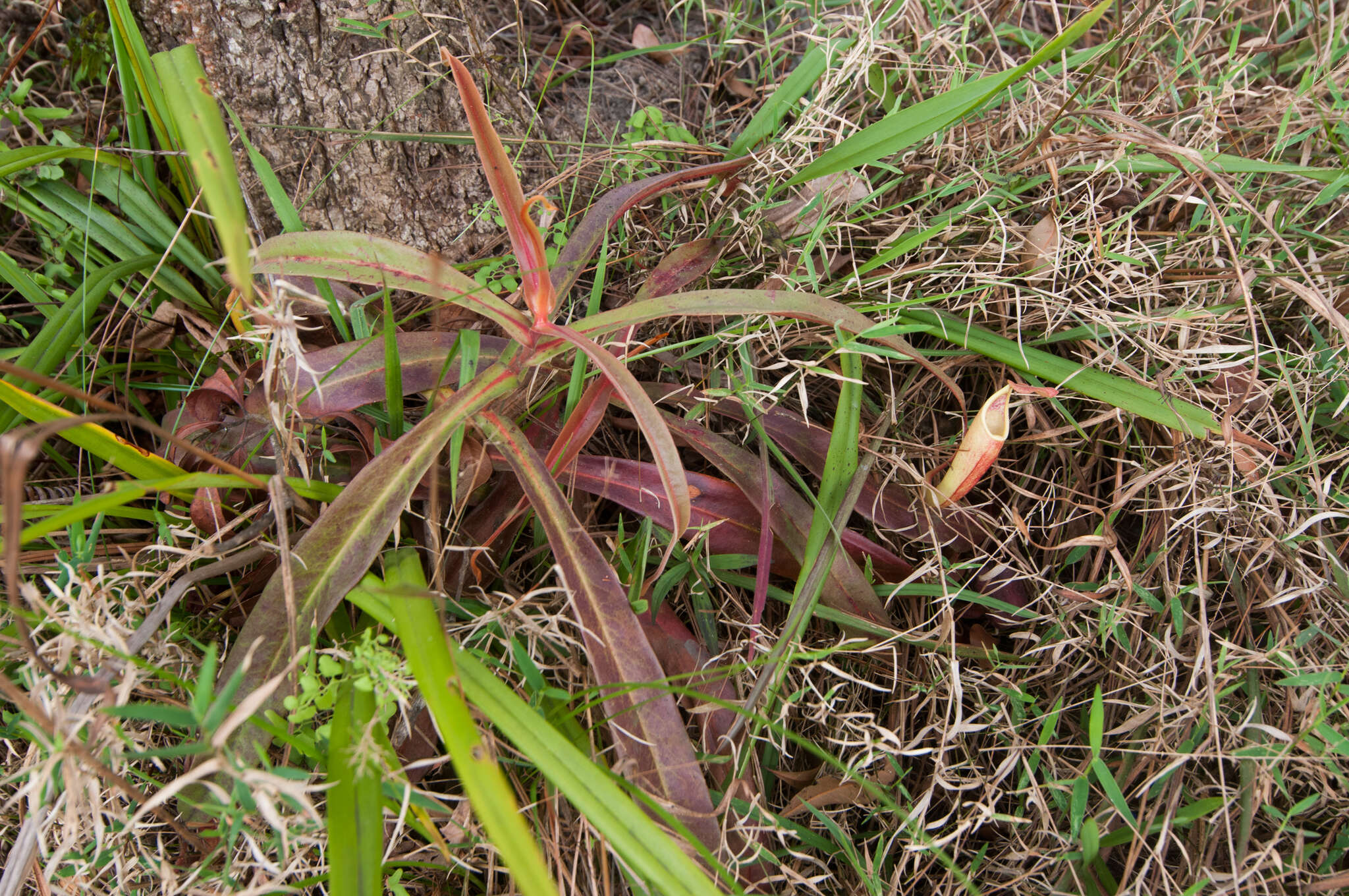 Image of Nepenthes smilesii Hemsl.