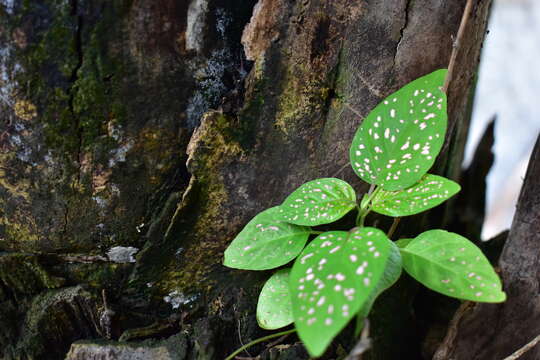 Image of polkadot-plant