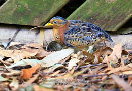 Image of Red-backed Button-quail