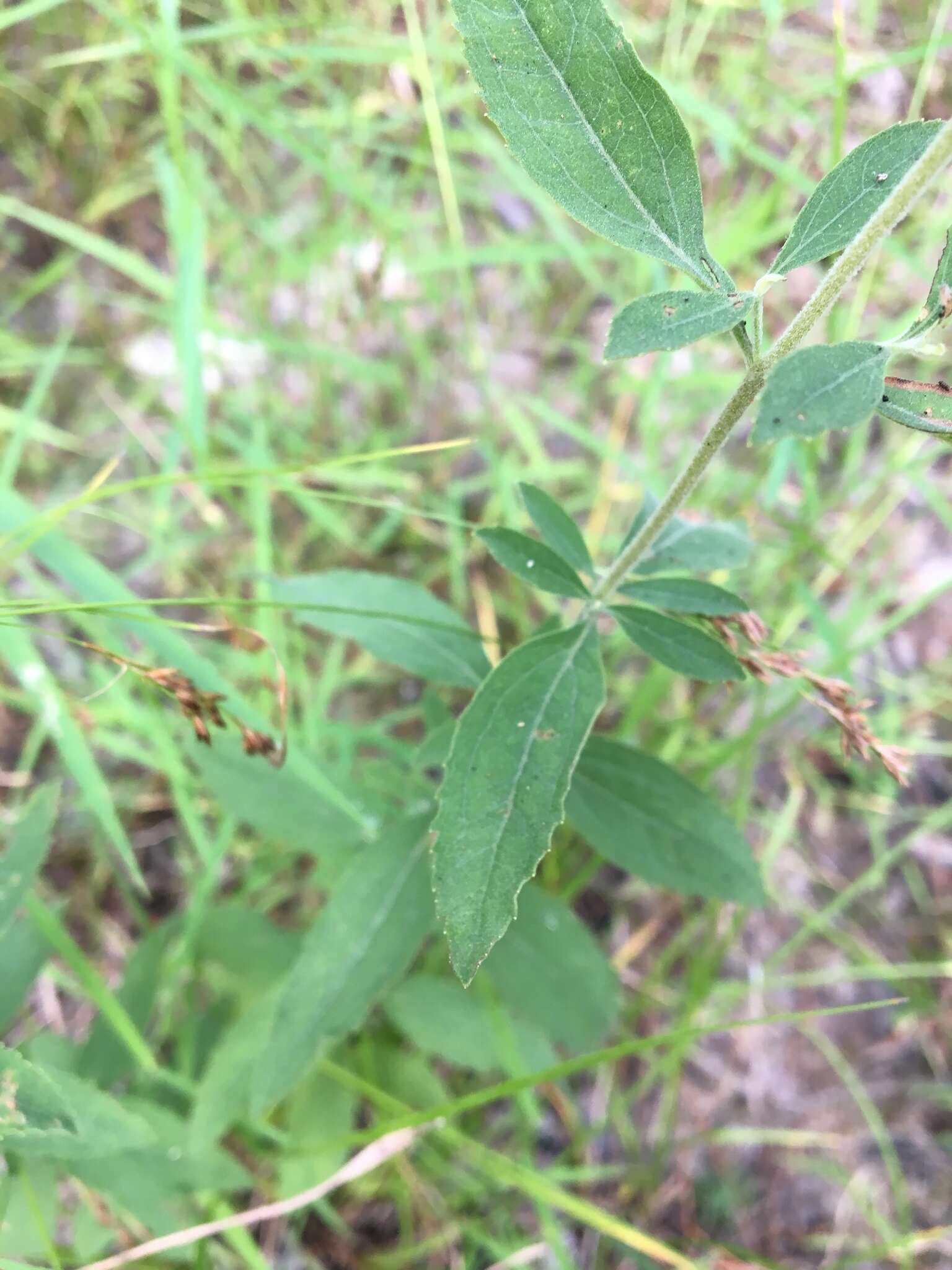 Image of Small-Flower Thoroughwort