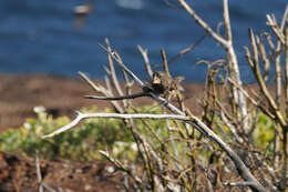 Image of Large Ground Finch