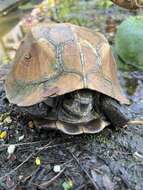 Image of Keeled box turtle