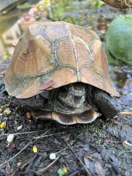 Image of Keeled box turtle