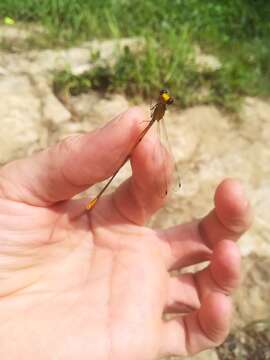 Imagem de Heteragrion alienum Williamson 1919