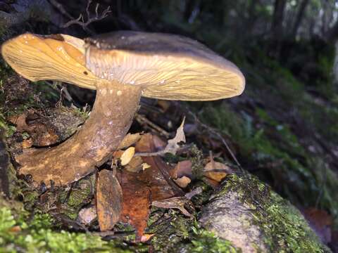 Image of Lactarius novae-zelandiae McNabb 1971