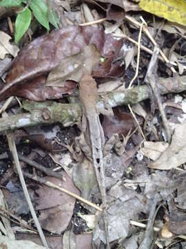 Plancia ëd Anolis tropidonotus Peters 1863