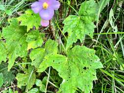 Image of Begonia austrotaiwanensis Y. K. Chen & C. I. Peng