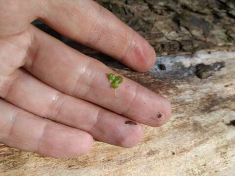 Image of Fat Duckweed