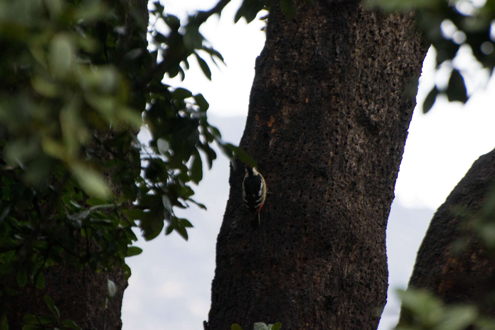 Image of Himalayan Woodpecker