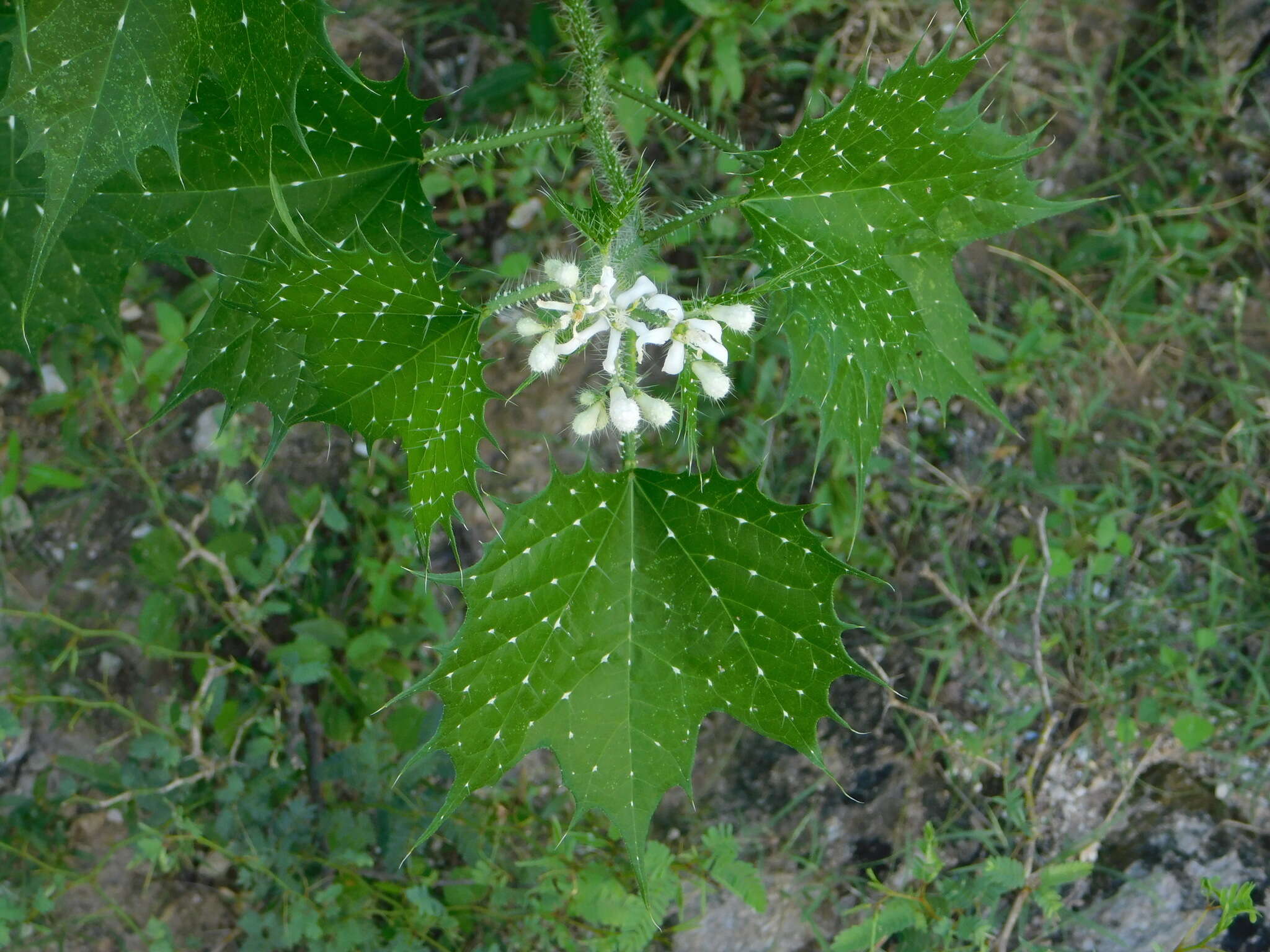 Image of mala mujer