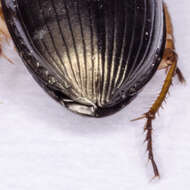 Image of Ground beetle