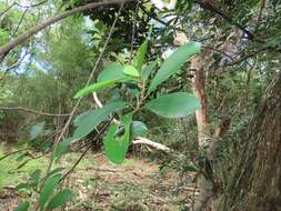 Image of Ficus natalensis Hochst.