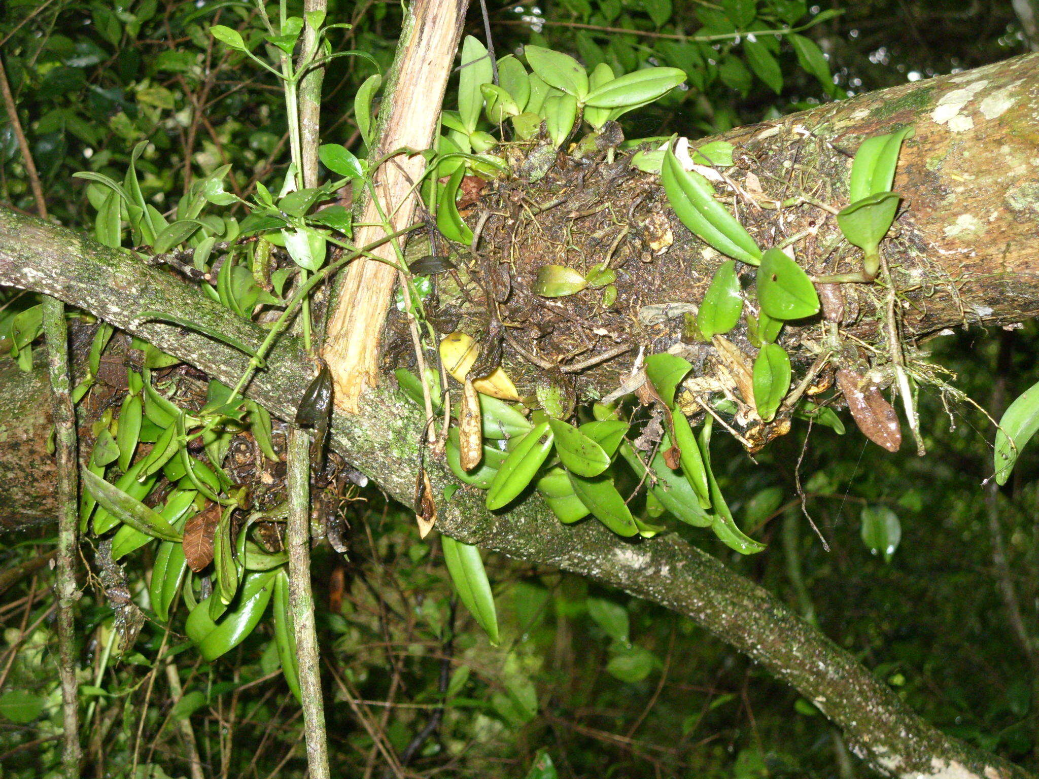 Image of Bulbophyllum scaberulum var. scaberulum