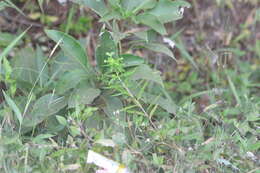 Image of Euphorbia rothiana Spreng.