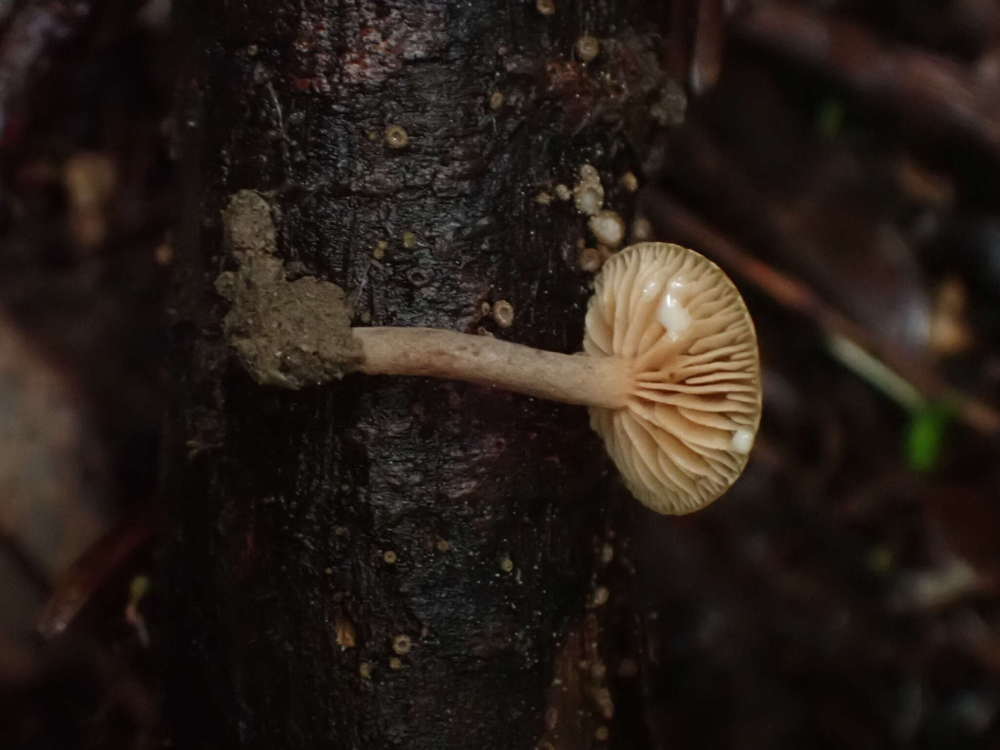 Imagem de Lactarius occidentalis A. H. Sm. 1960