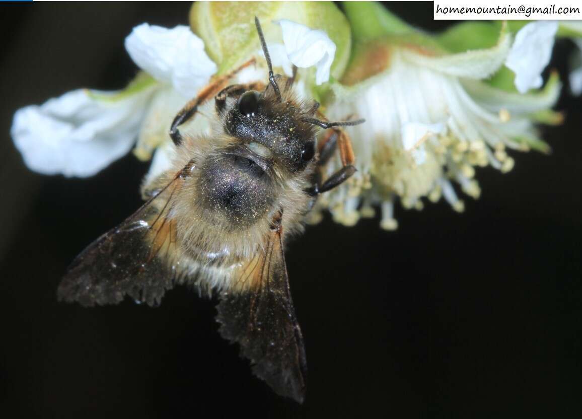 Image of Osmia excavata Alfken 1903