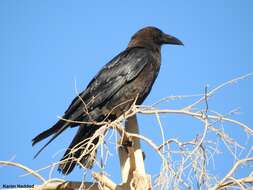 Image of Brown-necked Raven