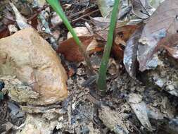 Image de Chrysoglossum ornatum Blume