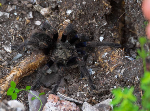 Image of Chilean Beautiful Tarantula