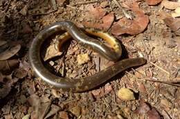 Image of Zambezi Blind Snake