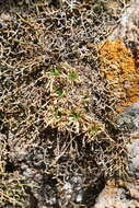 Image of Standley's draba