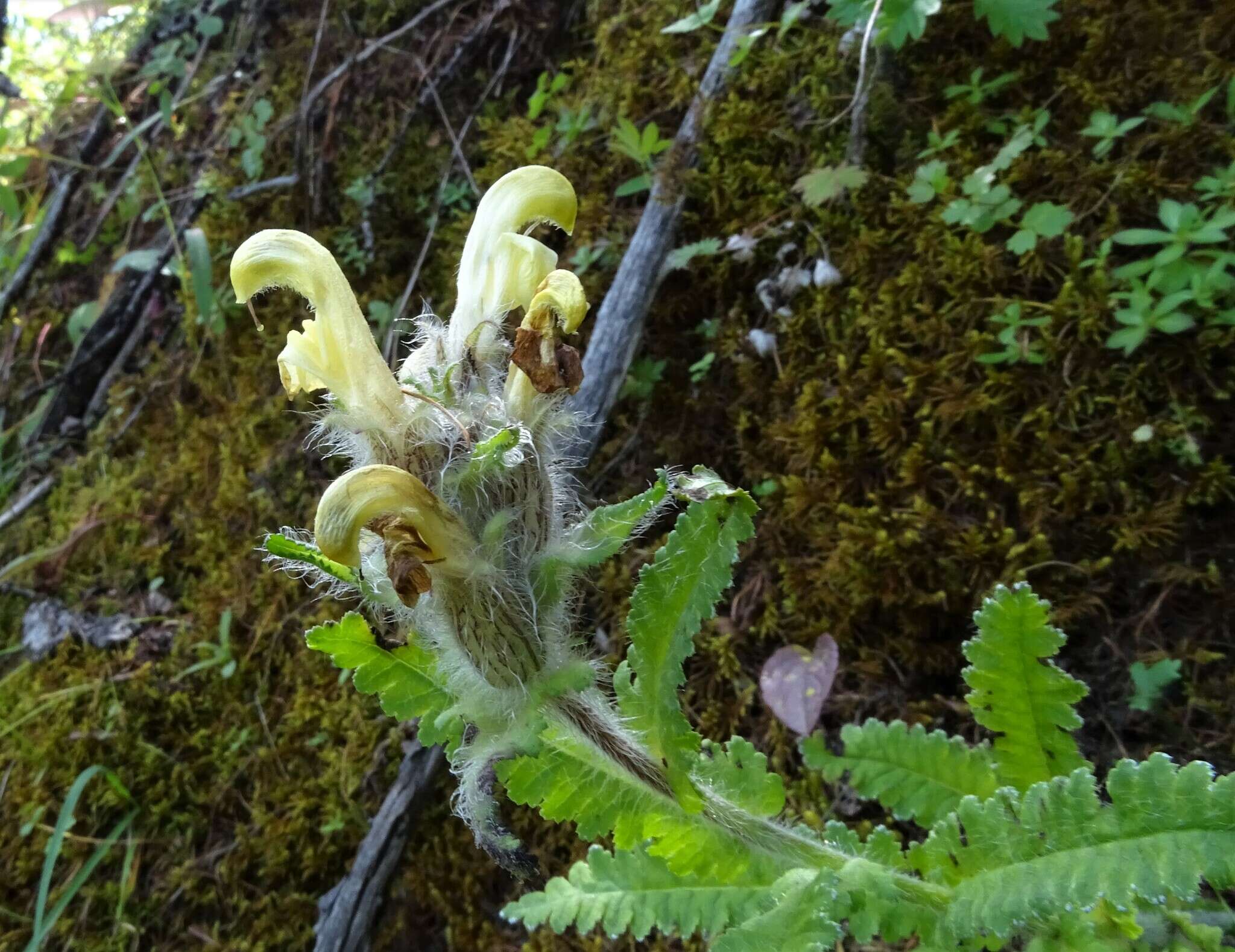 Image of Pedicularis tristis L.