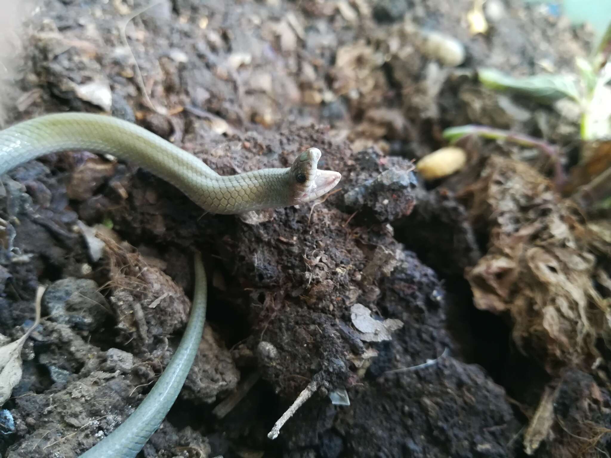 Image of Mexican Hook-nosed Snake