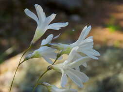 Image of Ixia sobolifera subsp. albiflora Goldblatt & J. C. Manning