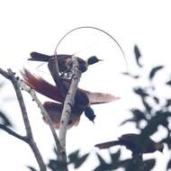 Image of Red Bird-of-Paradise