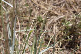 Image de Dichanthium sericeum subsp. sericeum