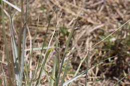 Image of Dichanthium sericeum subsp. sericeum